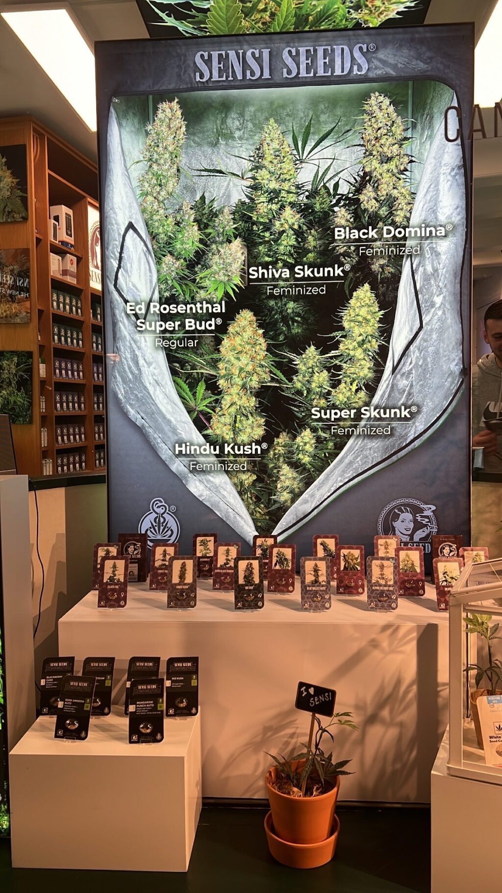 大麻草